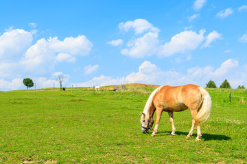 Naklejka na ściany i meble Horse grazing on green meadow on sunny summer day, Poland