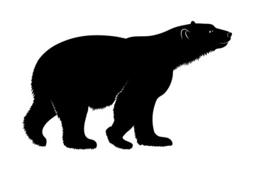 polar bear on a white background