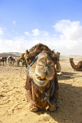 camel's head in the desert with funny expression