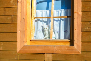 White cat in window of a mountain house in Zakopane, Poland