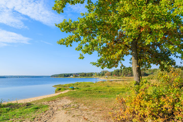 Green and yellow tree on shore of Chancza lake in autumn, Poland