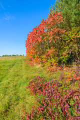 Naklejka premium Colorful leaves of trees in autumn season, Poland