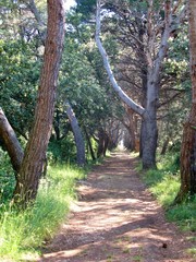 Fototapeta premium A footpath in the forest of Veli Rat on Dugi Otok