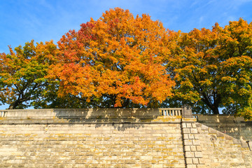 Obraz premium Autumn trees along Vistula river in Krakow on sunny day, Poland