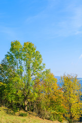 Obraz premium Trees on green field in Pieniny Mountains in autumn, Poland