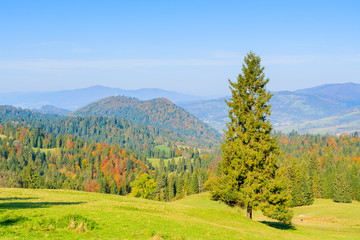 Obraz premium Tree on green meadow in Pieniny Mountains in autumn, Poland