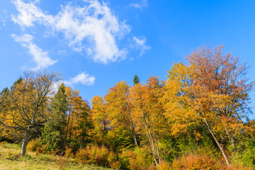 Fototapeta na wymiar Colorful trees in autumn season in Pieniny Mountains, Poland