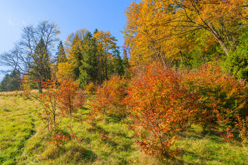 Autumn color leaves on trees in Pieniny Mountains, Poland