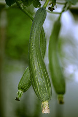 Luffa aegyptiaca, aka Egyptian cucumber