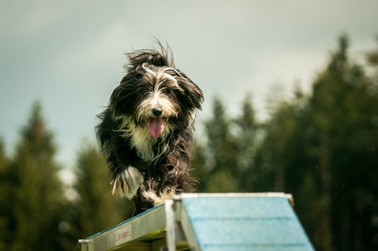 Bearded Collie Agiliy