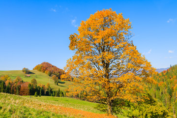Yellow leaves on tree in autumn time, Pieniny Mountains, Poland