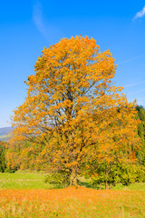 Naklejka premium Yellow leaves on tree in autumn time, Pieniny Mountains, Poland