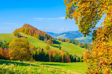 Autumn color leaves and green hills in Pieniny Mountain, Poland
