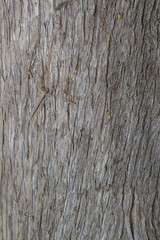 Cypress bark texture clouse up