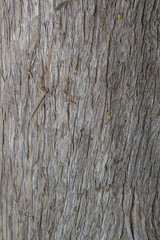 Cypress bark texture clouse up