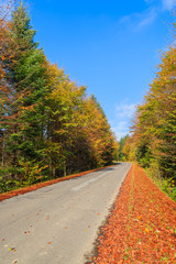 Obraz premium Countryside road in autumn landscape, Beskid Niski Mountains