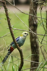 Blasskopfrosella (Platycercus adscitus)