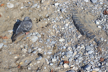 Bird on the muddy Beach