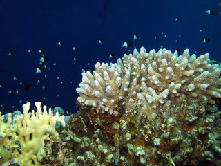 Fototapeta na wymiar Korallengarten