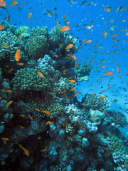 Fototapeta premium Korallengarten