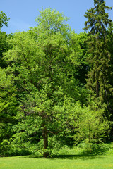 Beautiful park outdoors