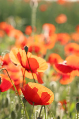 Naklejka premium Meadow with beautiful bright red poppy flowers in spring