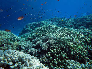 diverse Steinkorallen im Korallengarten