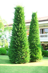 Obraz premium Beautiful trees in hotel garden