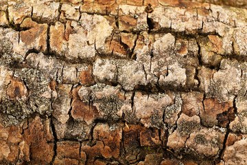 Firewood closeup