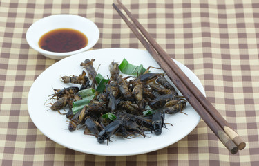 fried cricket on white dish