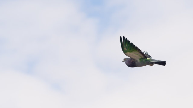 Paloma verde volando