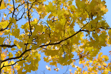 Autumn tree twigs on sky background