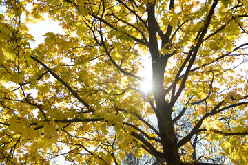 Autumn tree