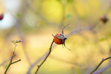 Wild rosehip on bush