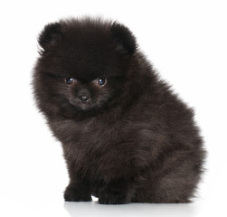 Young Spitz puppy