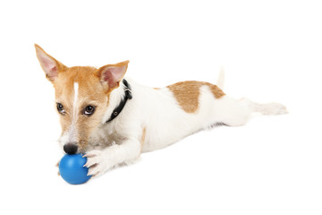 Funny little dog Jack Russell terrier playing with ball,