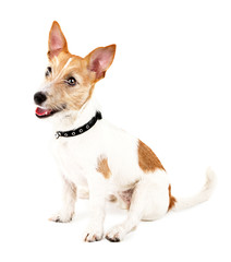 Funny little dog Jack Russell terrier, isolated on white