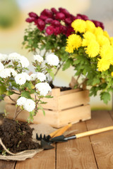 Rustic table with flowers, pots, potting soil, watering can and