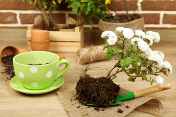 Flowers in pot, potting soil, watering can and plants
