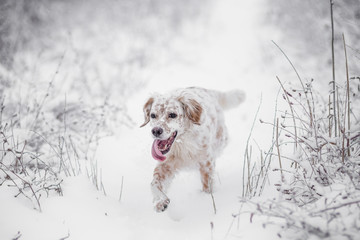 Happy dog running in the snow