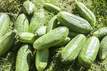 Cucumbers