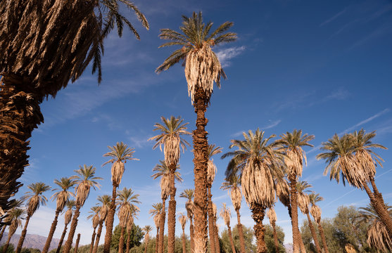 An Oasis Of Tropical Trees Furnace Creek Death Valley