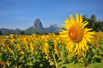 Yellow Sunflowers in the Fields