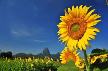 Yellow Sunflowers in the Fields