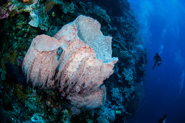 Divers, giant barrel sponge in Banda, Indonesia underwater