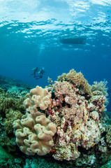 Naklejka na ściany i meble Divers, mushroom leather coral in Banda, Indonesia underwater