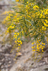wattle