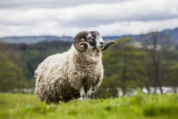 Fototapeta premium Scottish sheep - long hair and mighty horns, Scotland