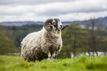 Tuinposter Schaap Schotse schapen - lang haar en machtige hoorns, Schotland