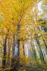 Fototapeta premium Autumnal landscape